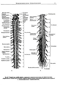 Inimese anatoomia atlas. Köide 3. Neuroloogia. Esteesiaoloogia